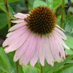 purple_coneflower