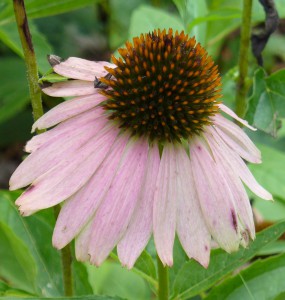 purple_coneflower purple_coneflower